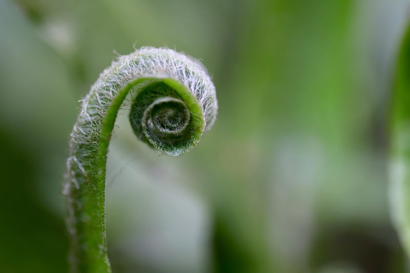Enchanted Growth Tips