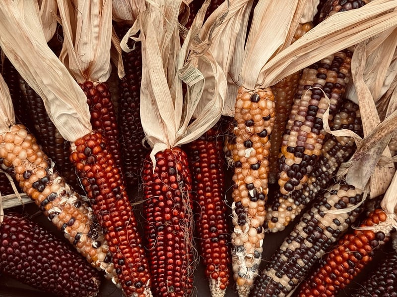 Magical Harvests