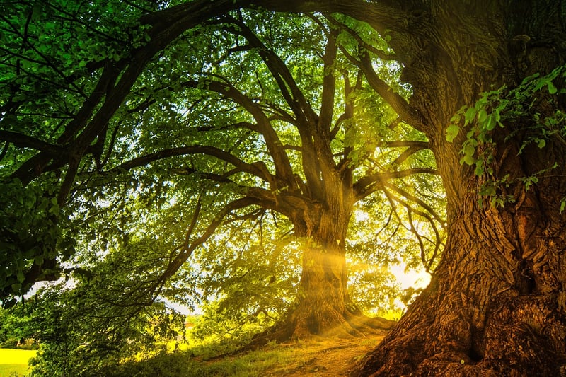 Enchanted Woods