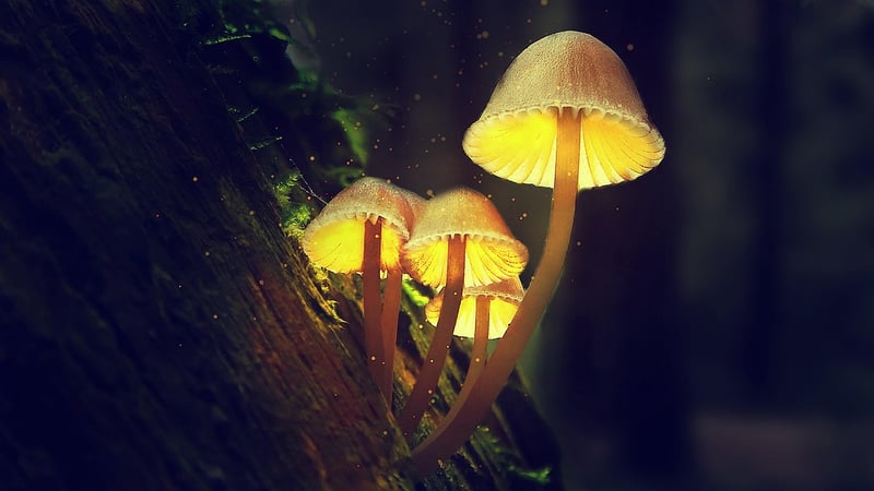Moonlit Mushrooms